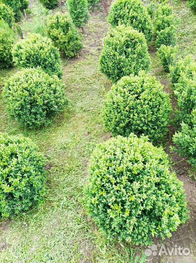 Туя колумна, смарагд