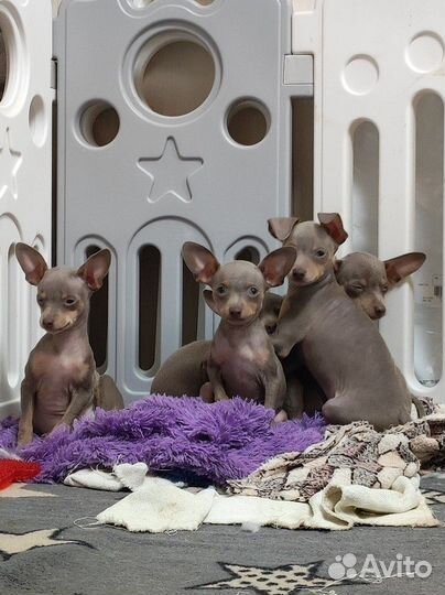 Той терьер щенята