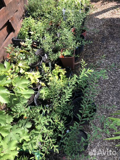 Живая изгородь