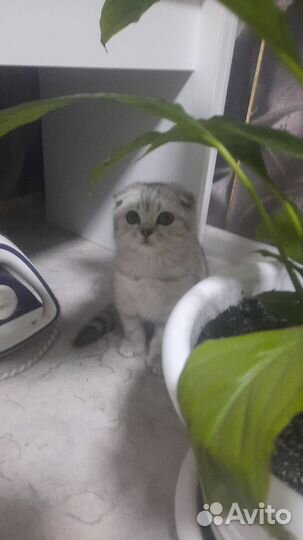 Шотландская