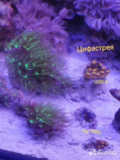 Зоантусы и другие