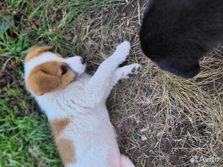 Дворовые щенки