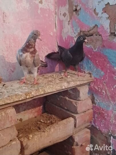 Продажа голубей