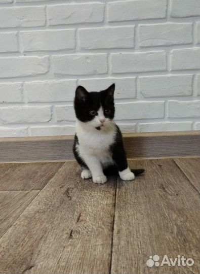 Котята ищут дом