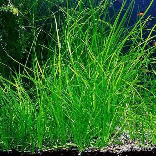 Аквариумные растения прополка