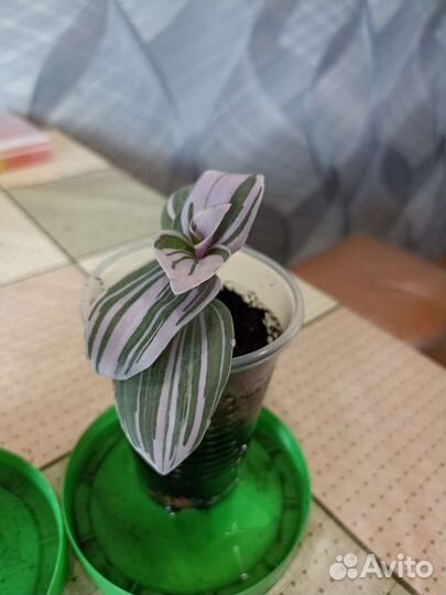 Продам в хорошие добрые руки