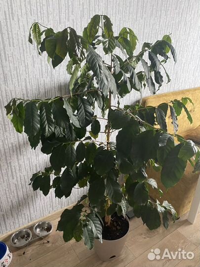 Кофейное дерево