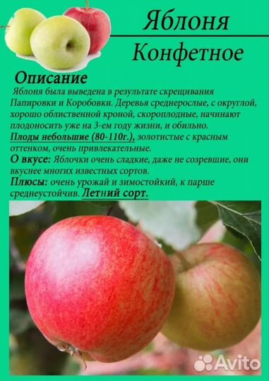 Саженцы яблони