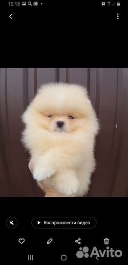 Мини(1.5 кг) девочка