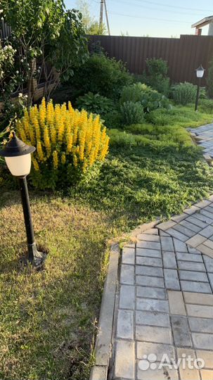 Вербейник прямостоячий