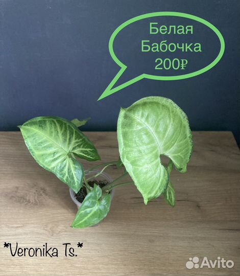 Сингониумы сортовые