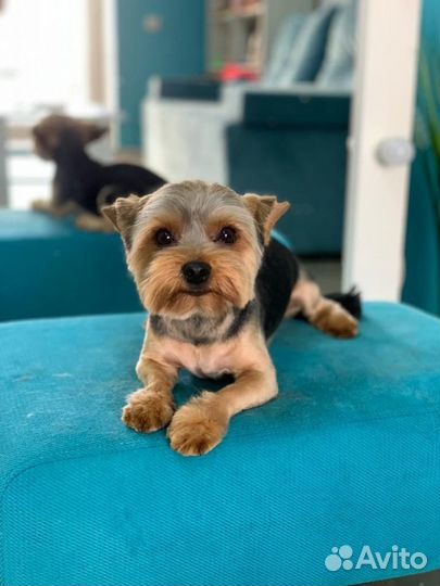 Груминг (стрижка собак и кошек)