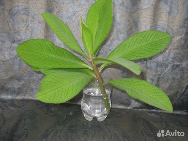 Синадениум комнатное растение