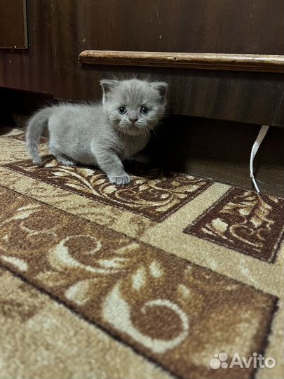 Вислоухие шотландские котята