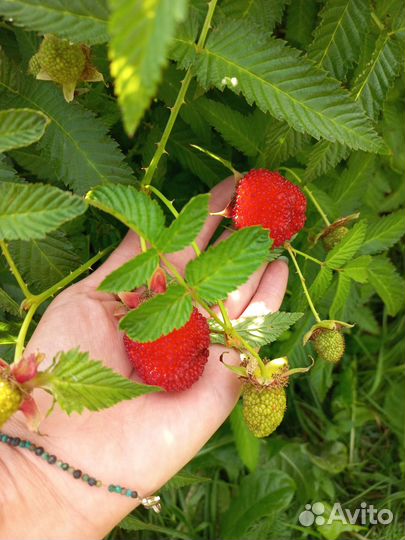 Саженцы тибетской малины