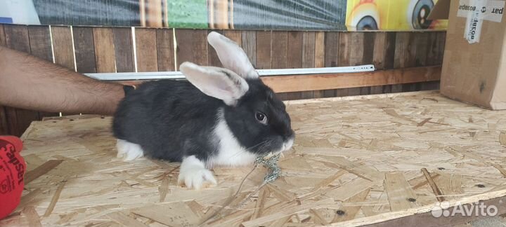 Кролики мясных пород
