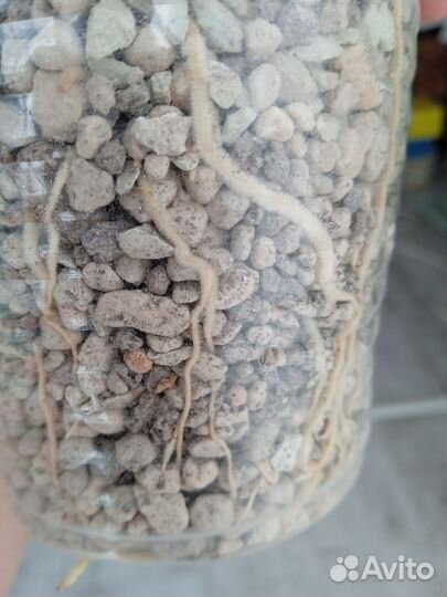 Сансевиерия Масониана Var