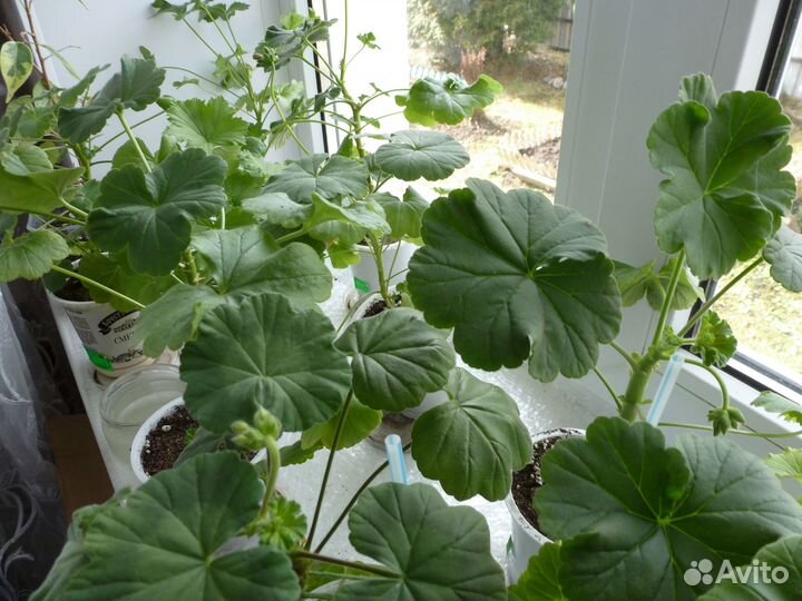 Комнатные цветы