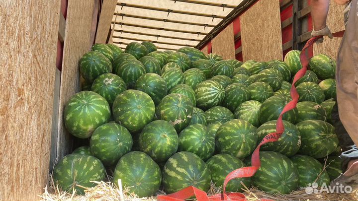 Арбуз Оренбург от 8 до 17 кг 300 тонн