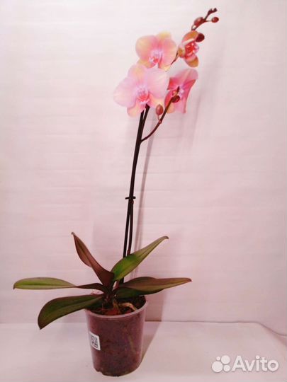 Орхидея фаленопсис Саропита