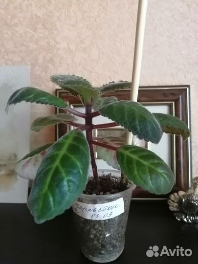 Глоксиния детки