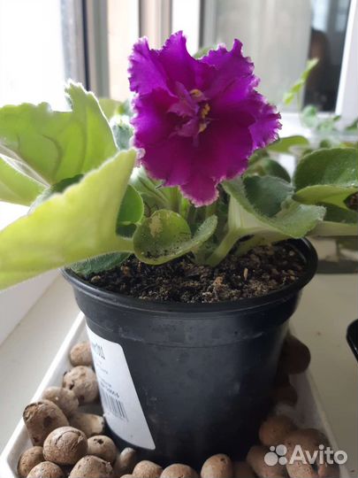 Фиалка, домашний цветок