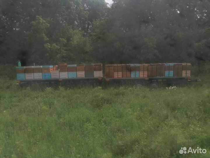 Пчелопакеты