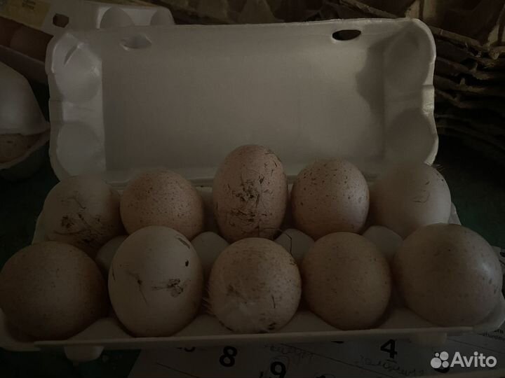 Инкубационное яйцо индюшки