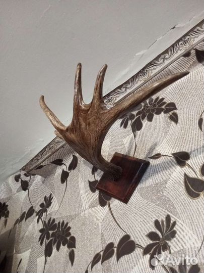 Продам рога лося