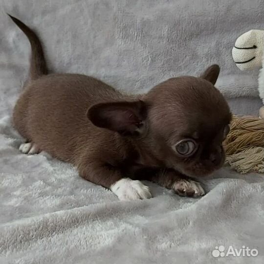 Мини мальчик