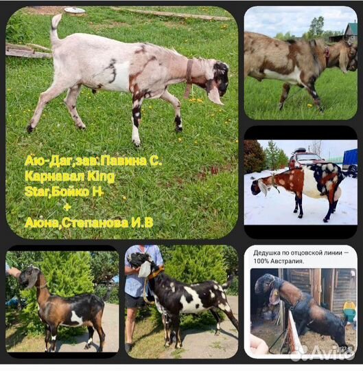 Англо нубийские козлята,козы