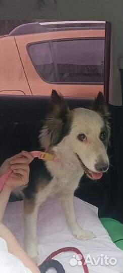 Собачке нужен дом. Иначе снова - улица