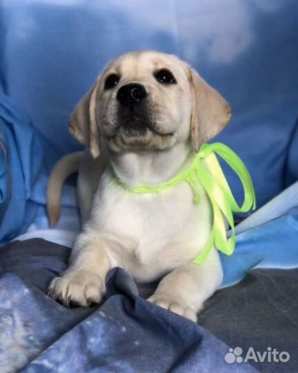 Палевые щенки