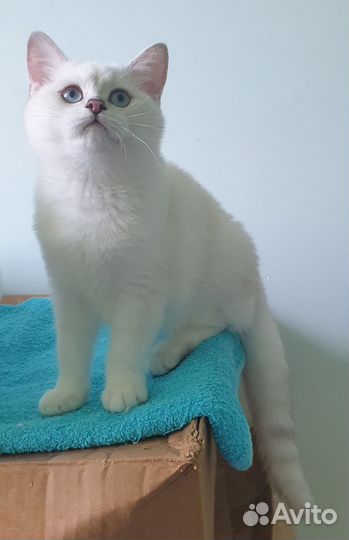 Британская шиншилла Изольда