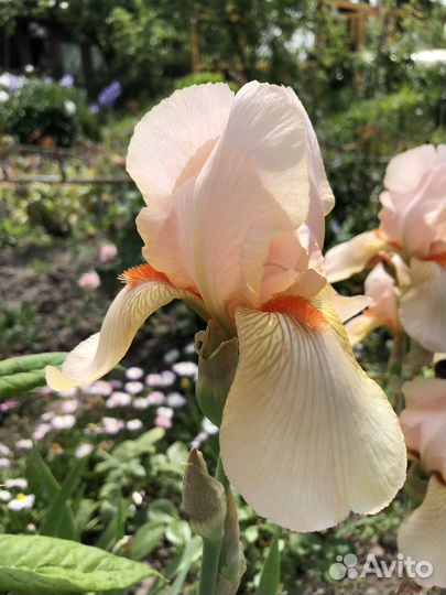 Ирисы бородатые