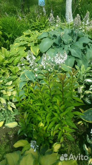 Хосты более 40 сортов