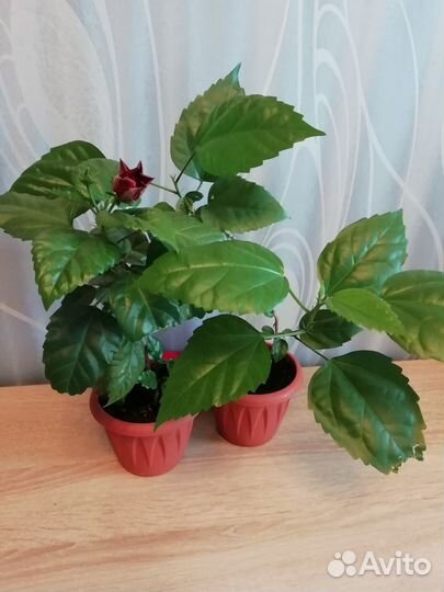 Гибискус китайская роза