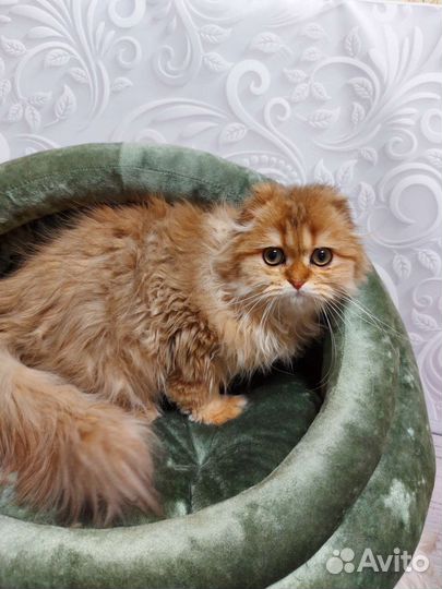 Золотой кот