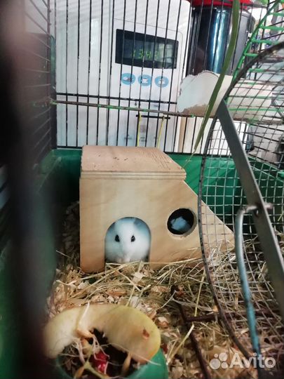 Хомяк джунгарский с клеткой