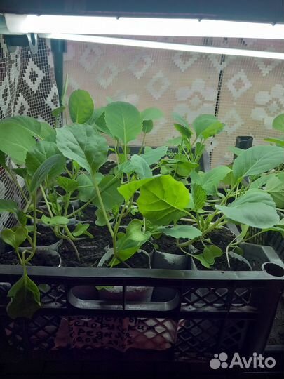 Рассада капусты