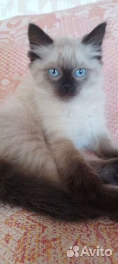 Невская маскарадная