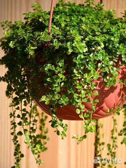 Солейролия