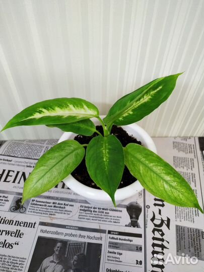 Диффенбахия Камилла