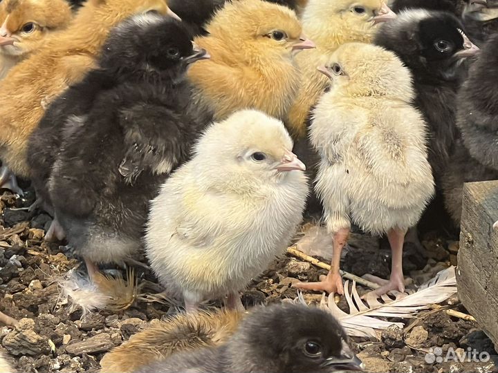 Цыплята, курочки