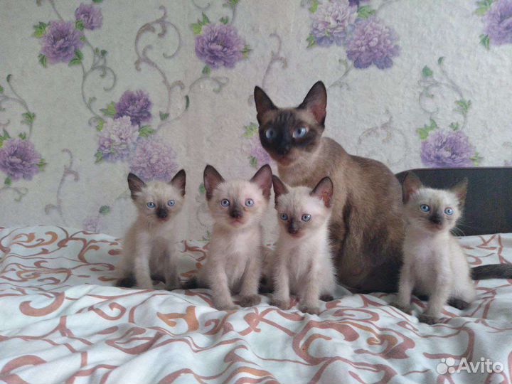 Сиамские котята