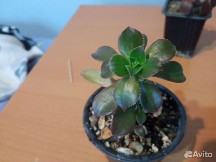 Суккуленты Эониумы, алоэ, хавортии