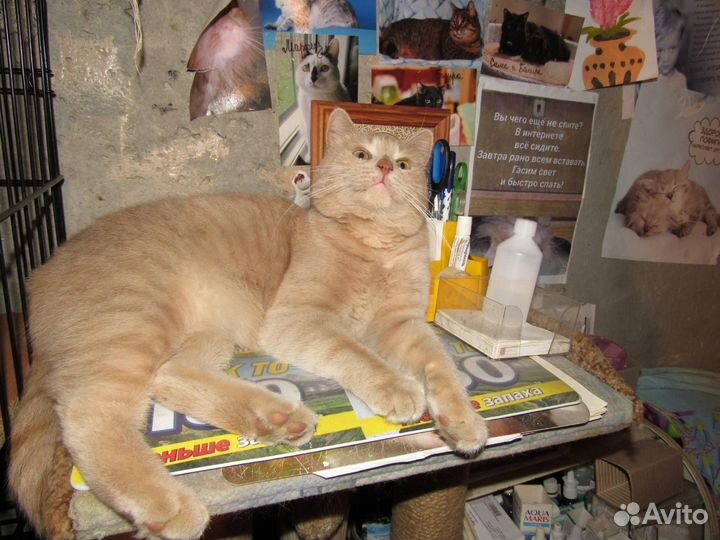 Кот