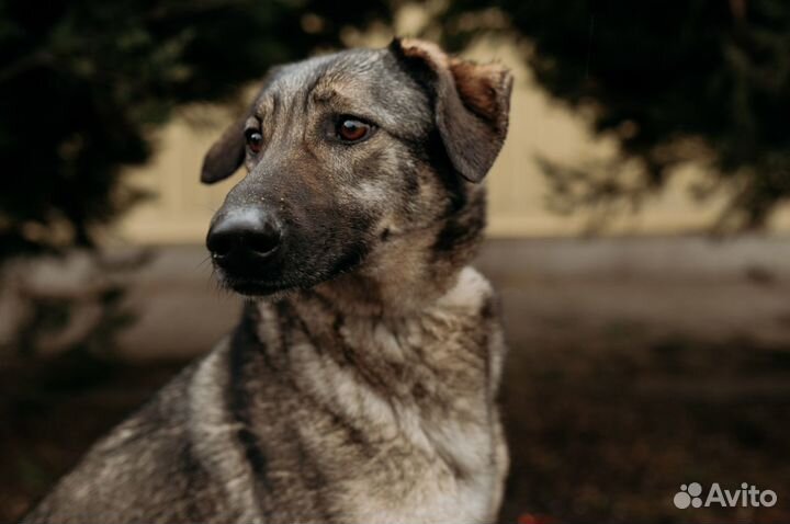 Чуткая Мелисса ждет хозяина