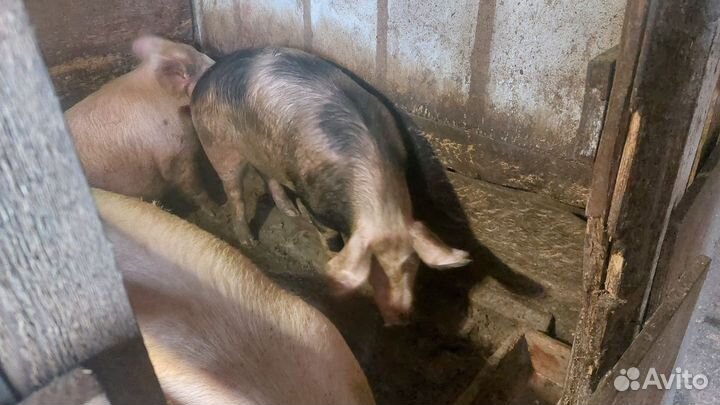 Поросята