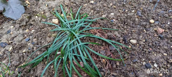 Офиопогон,Гейхеры